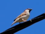 mHouse Sparrow.jpg